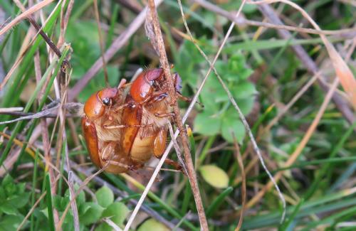 Rhizotrogus cicatricosus